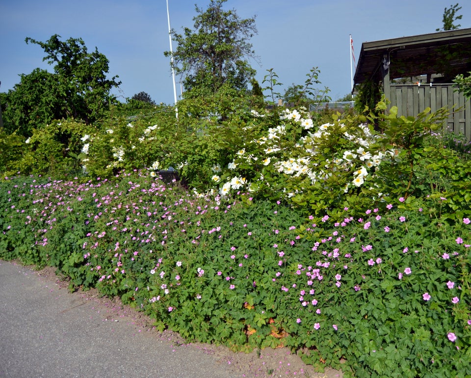 Geranium Oxonianum, Storkenæb der