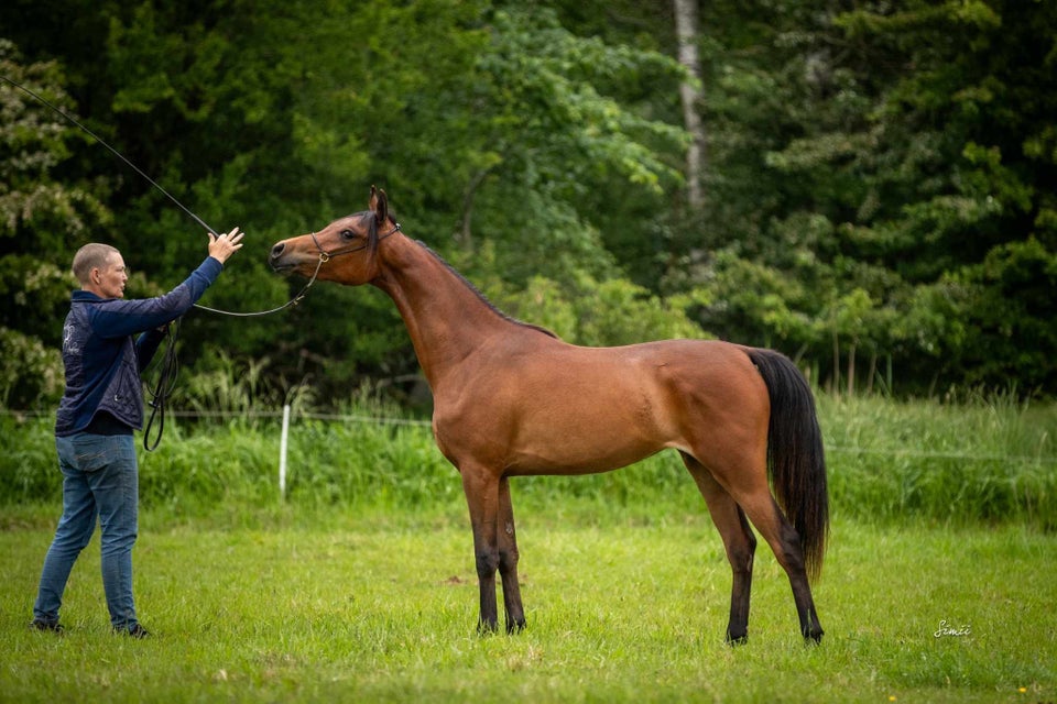 Arabisk fuldblod ox hoppe 2 år