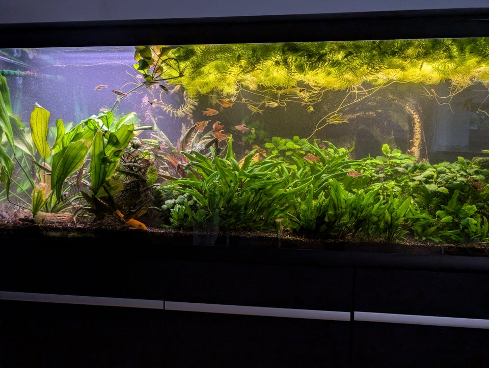 Akvarium 530 liter b: 159 d: 64 h: