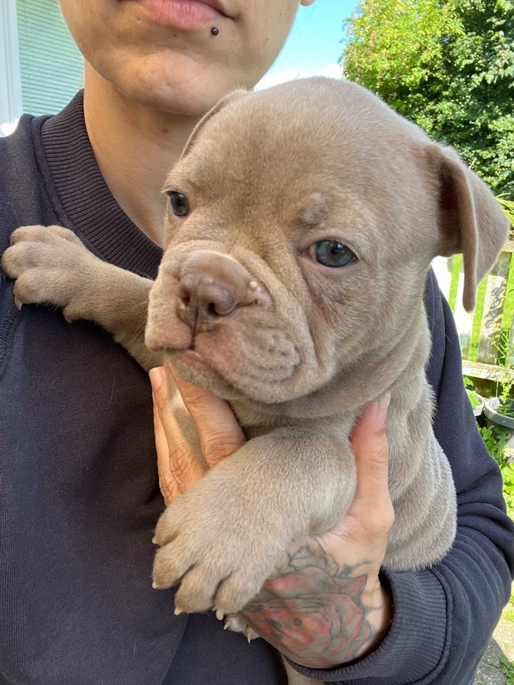 Old english bulldog flere hvalpe