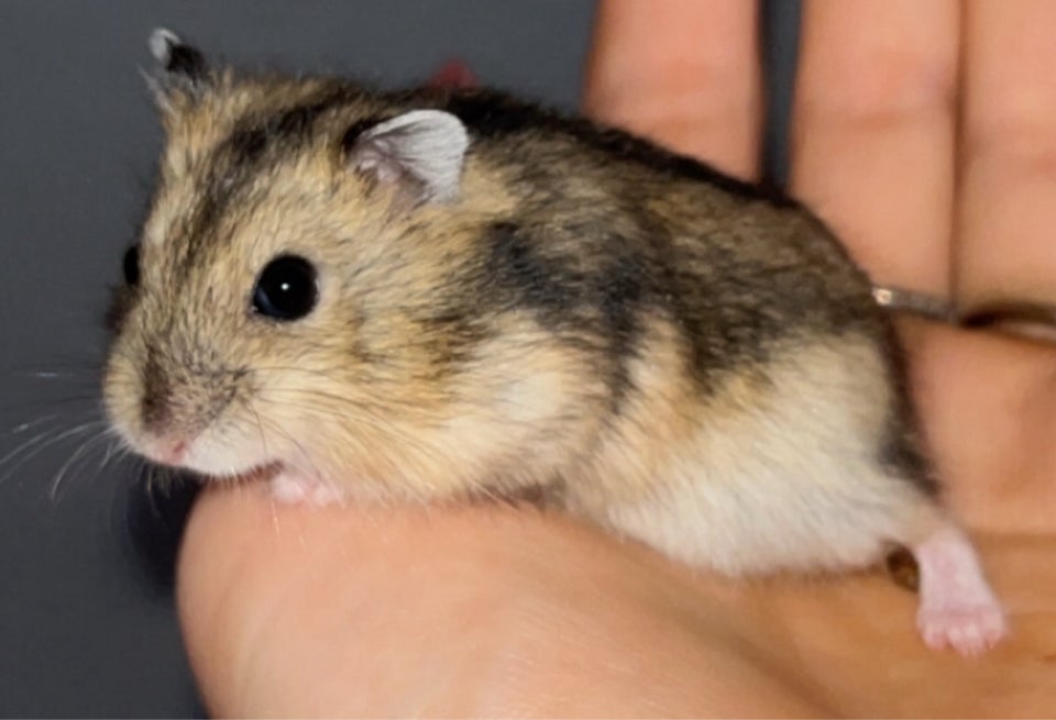 Hamster, Vinterhvid