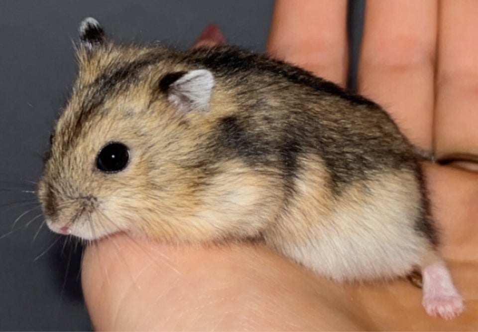 Hamster, Vinterhvid