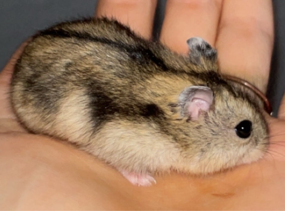 Hamster, Vinterhvid