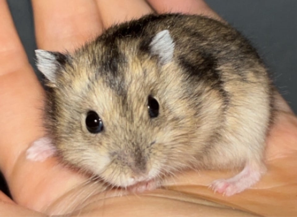 Hamster, Vinterhvid