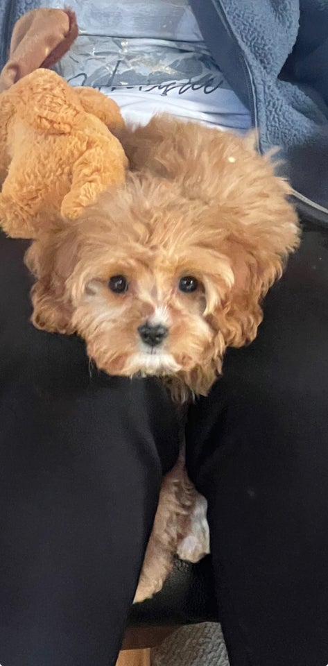 Cavapoo hund 8 mdr