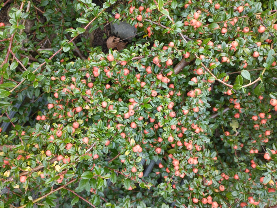 Busk, Cotoneaster