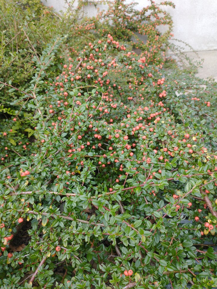 Busk, Cotoneaster