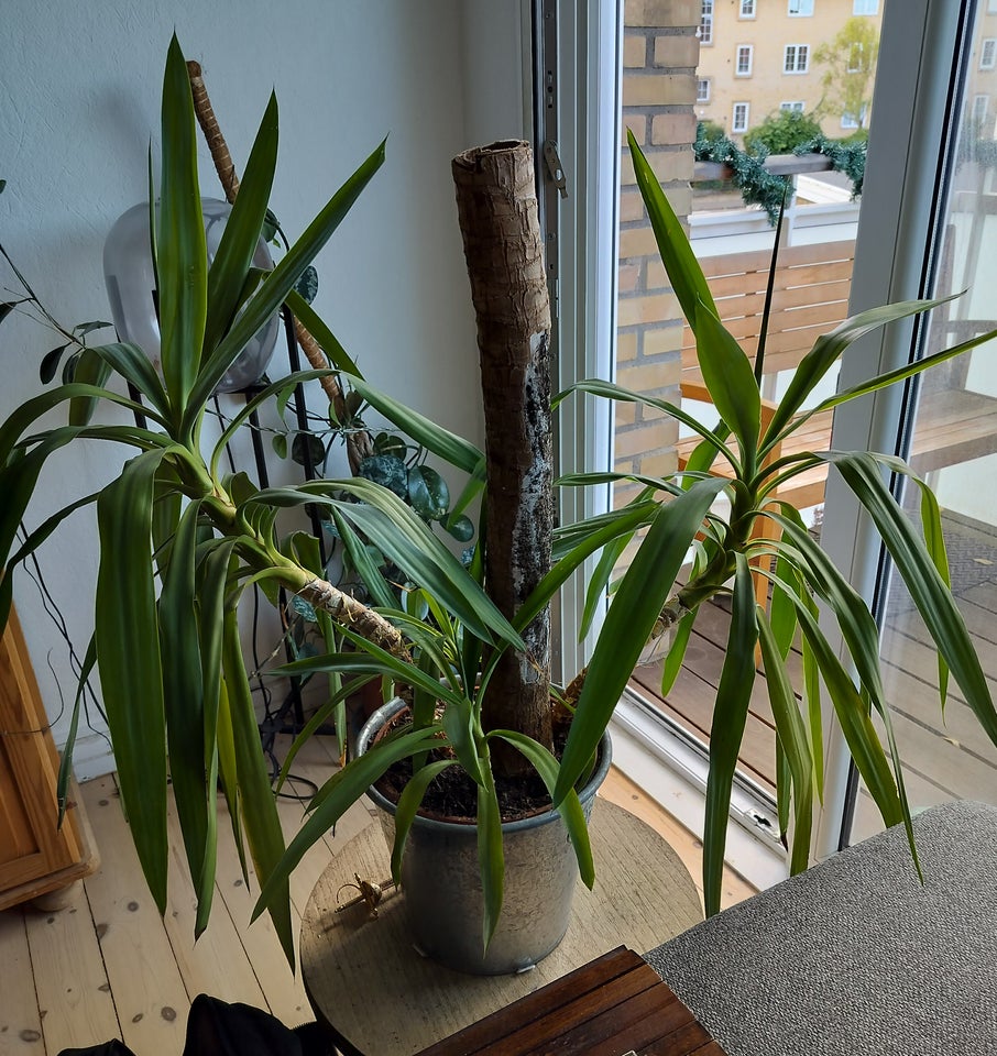 Indendørs palme, Yucca