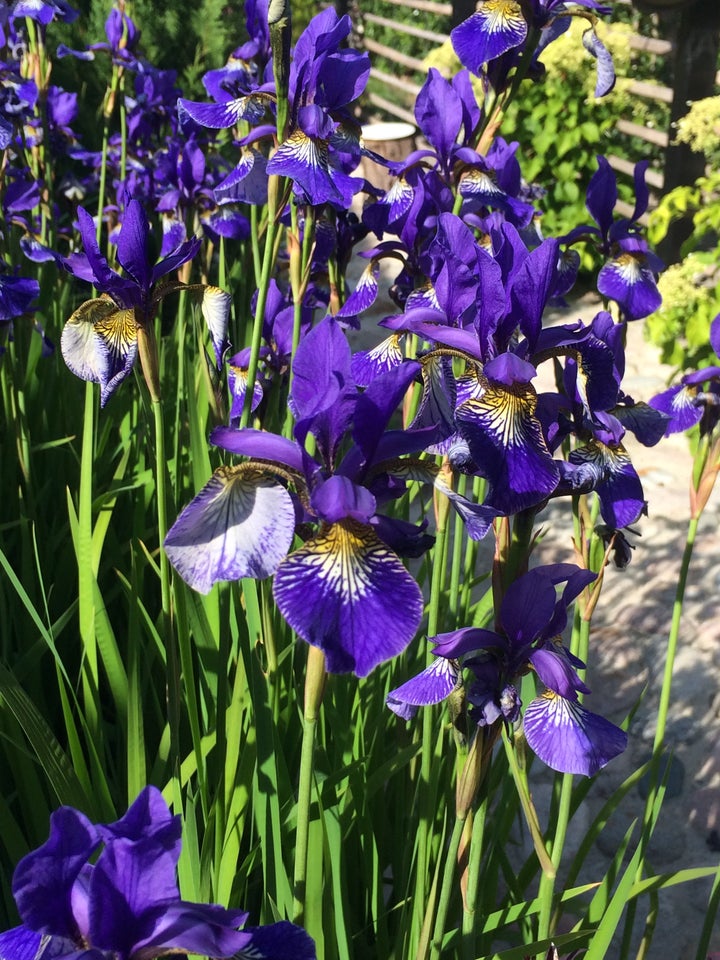 Staude Blå iris