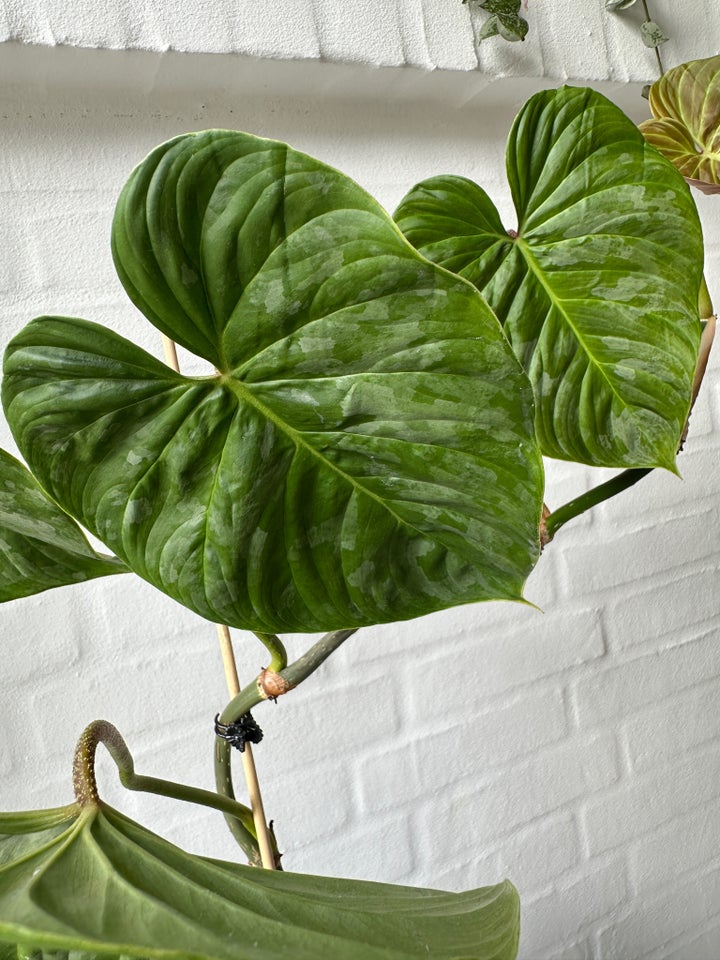 Grøn plante Philodendron