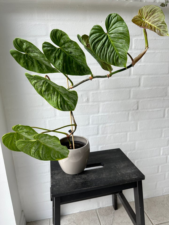 Grøn plante Philodendron