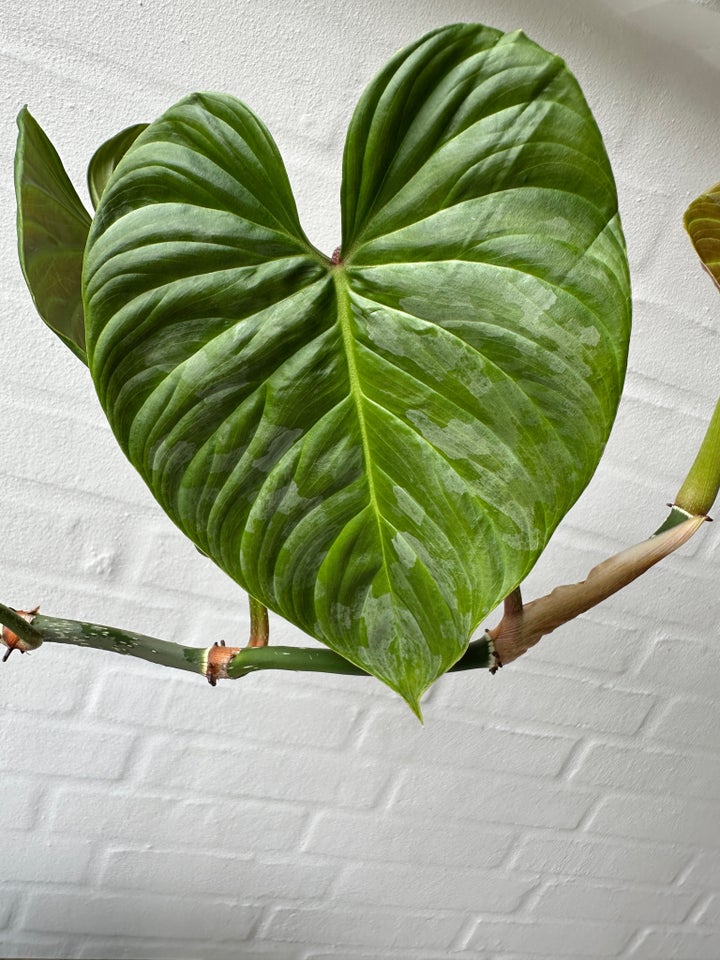 Grøn plante Philodendron