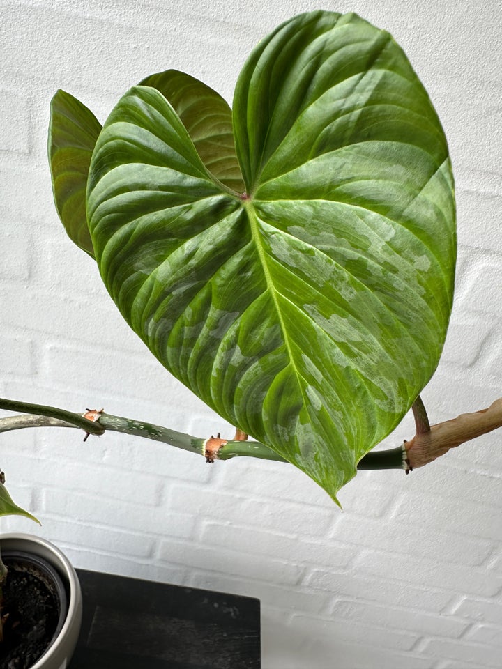 Grøn plante Philodendron