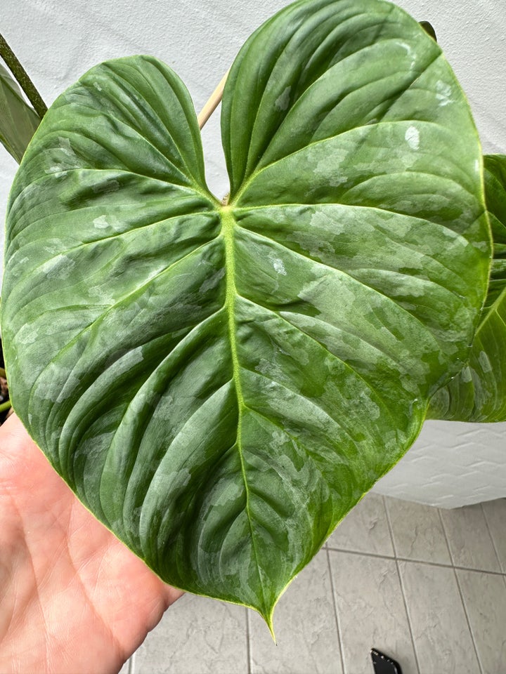 Grøn plante Philodendron