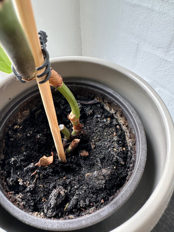 Grøn plante Philodendron