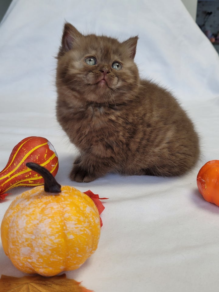 British Shorthair, hankilling, 7