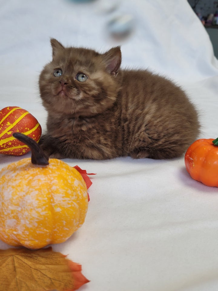 British Shorthair, hankilling, 7