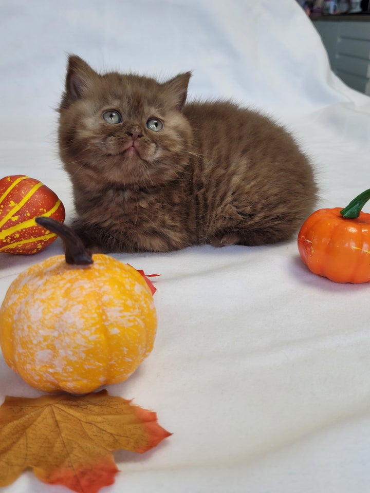 British Shorthair, hankilling, 7