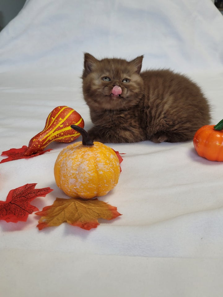 British Shorthair, hankilling, 7