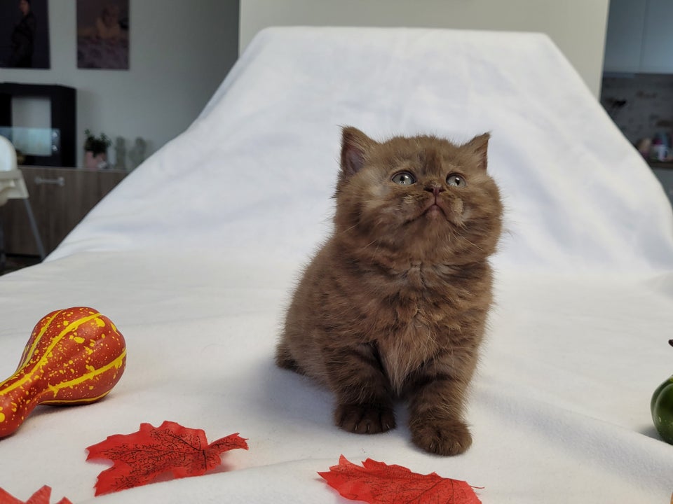 British Shorthair, hankilling, 7