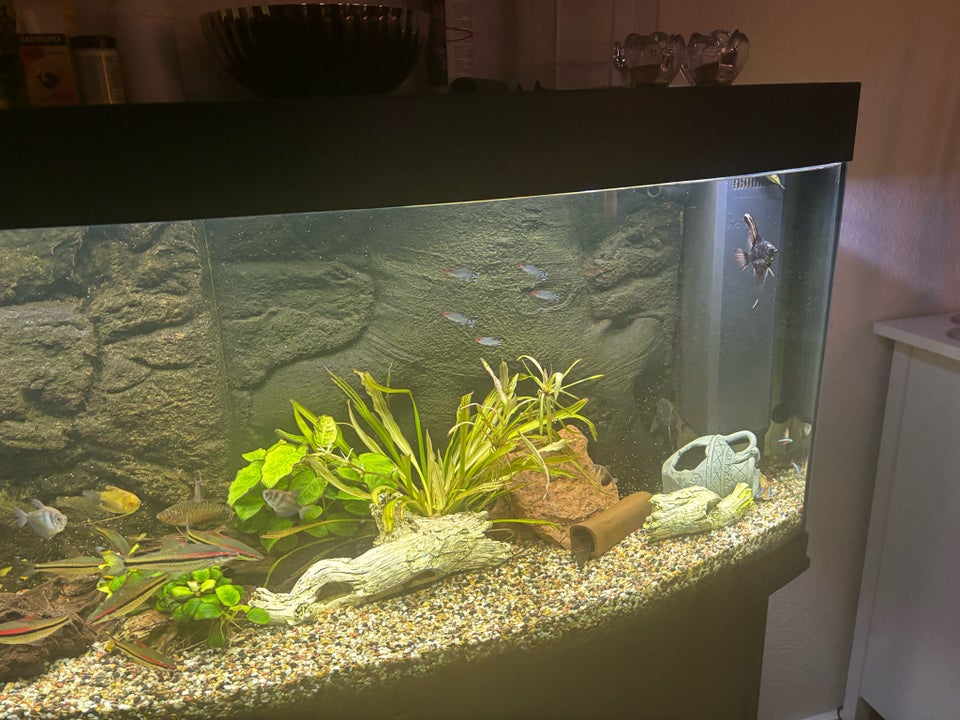 Akvarium, 260 liter