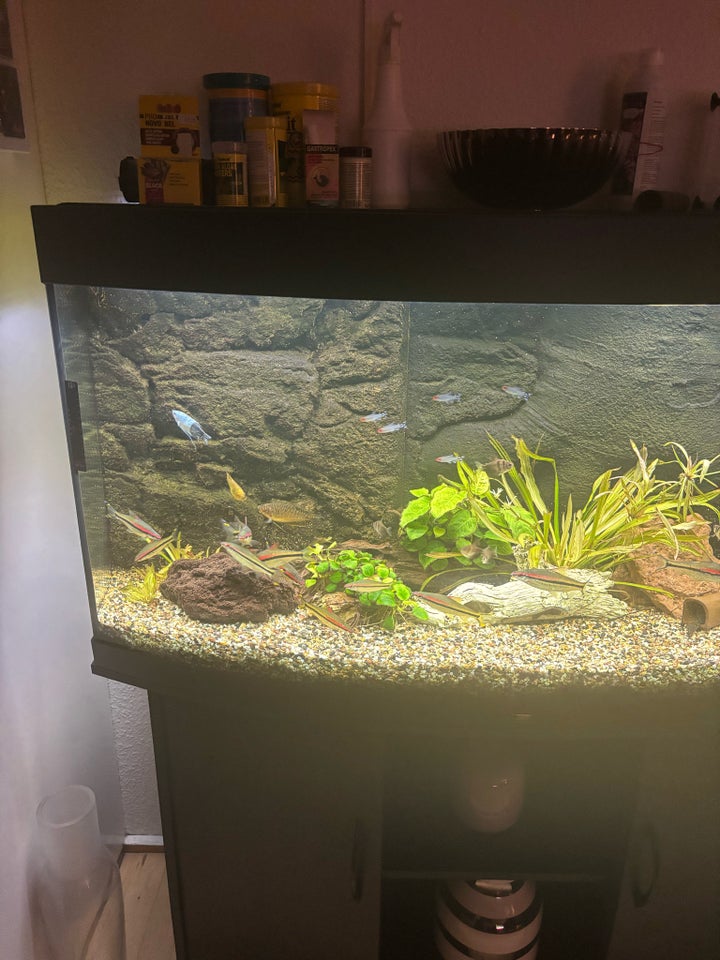 Akvarium, 260 liter