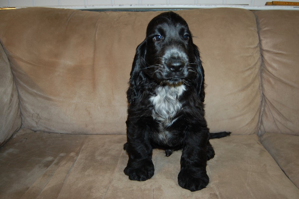 Cocker spaniel hvalpe 11 uger