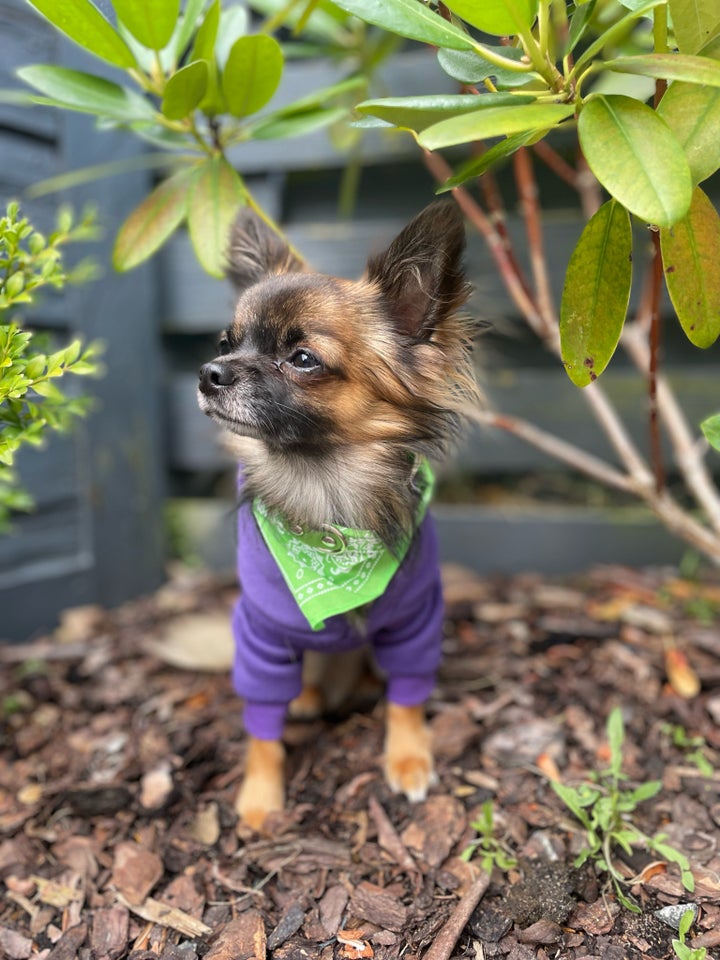 Chihuahua hund 2 år
