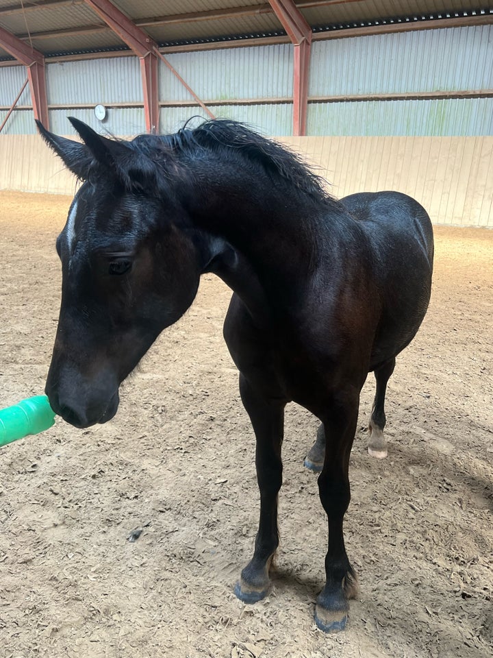 Welsh pony og Cob, hingst, 1 år