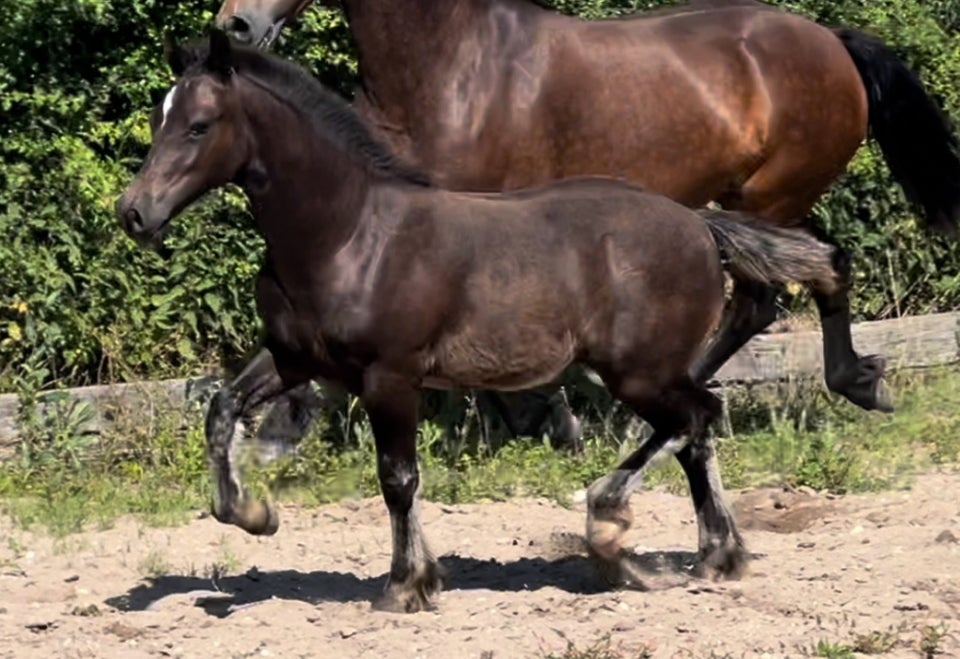 Welsh pony og Cob, hingst, 1 år