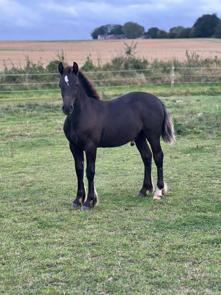 Welsh pony og Cob, hingst, 1 år