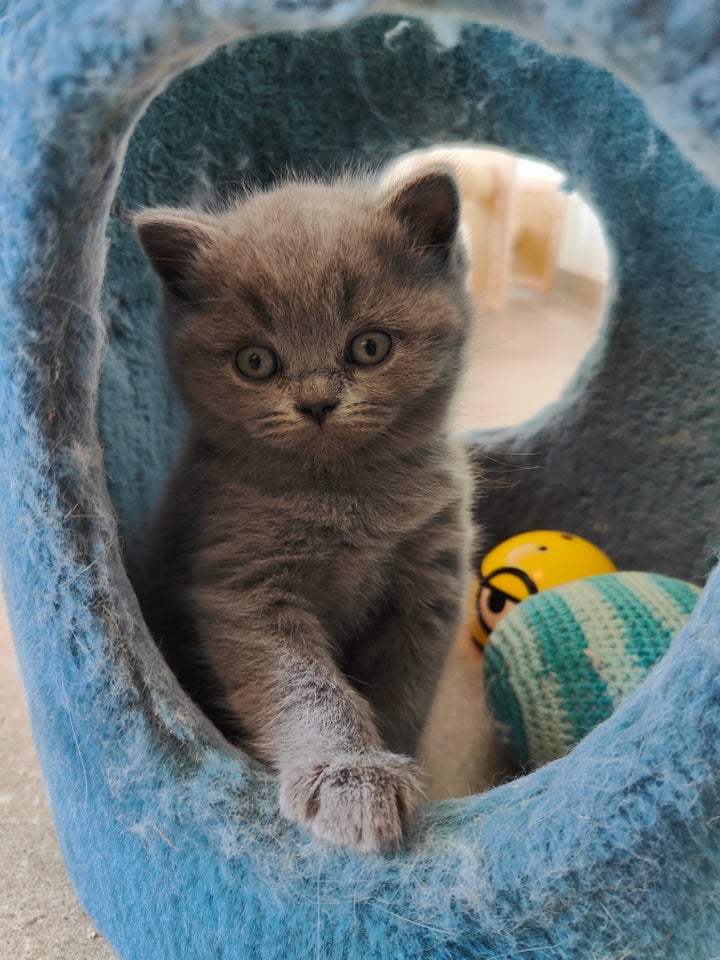 British Shorthair, hankilling, 6