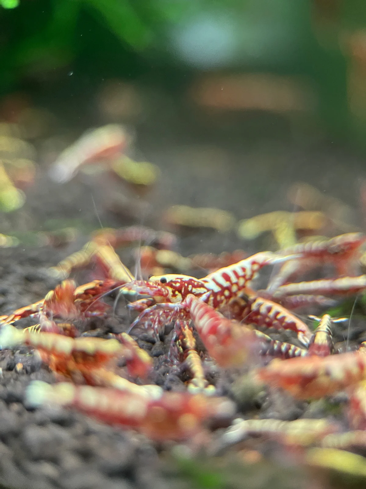 Red Galaxy Pinto Caridina