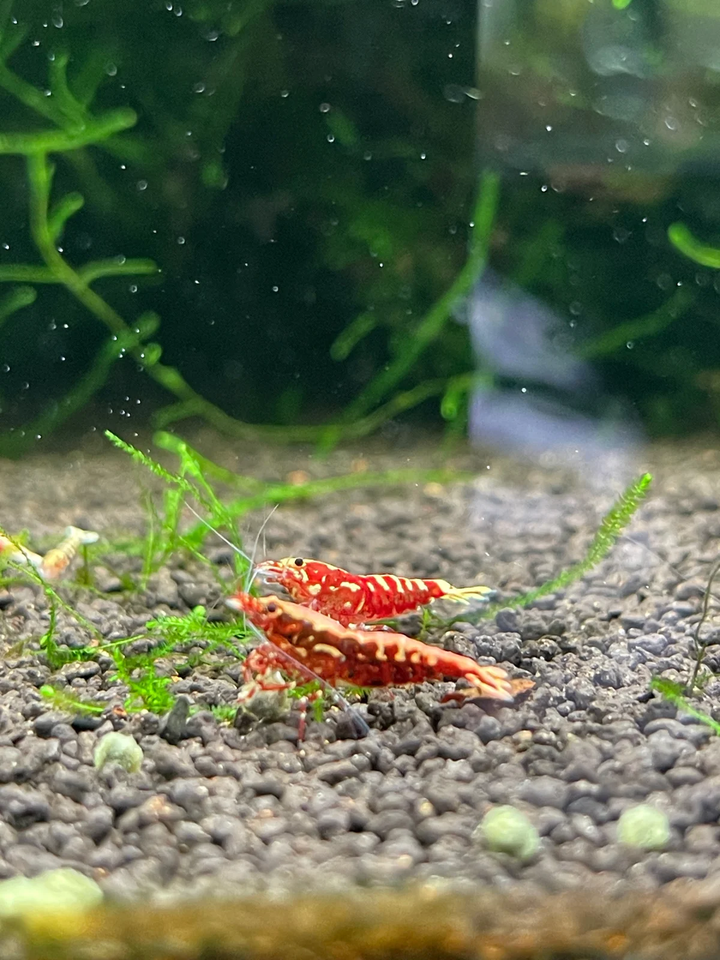 Red Galaxy Pinto Caridina