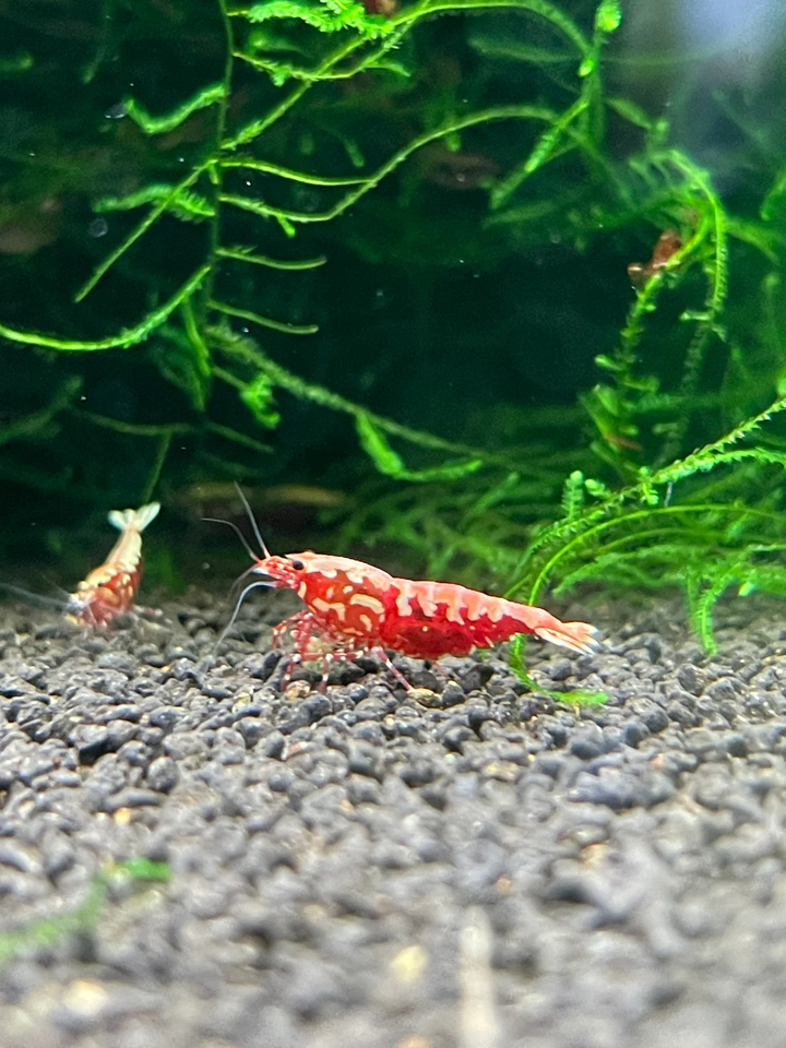 Red Galaxy Pinto Caridina