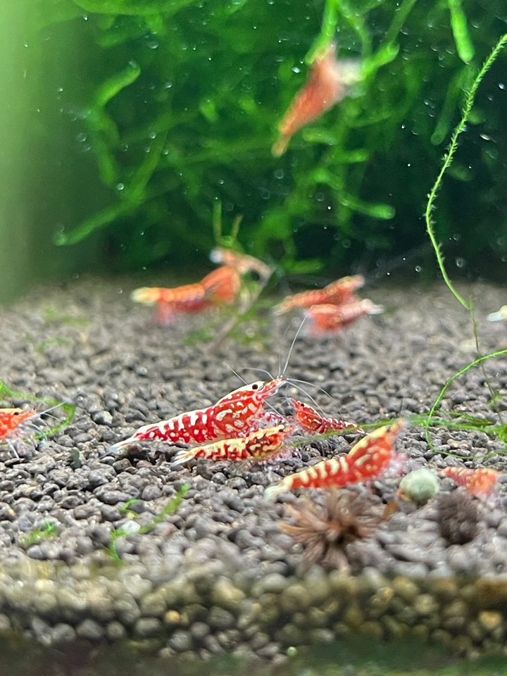 Red Galaxy Pinto Caridina