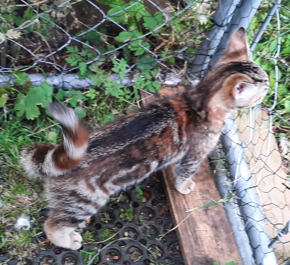 Hunkilling Maine Coon blanding