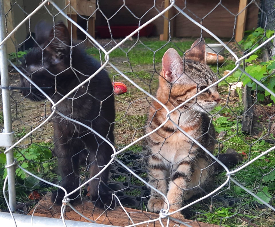 Hunkilling Maine Coon blanding