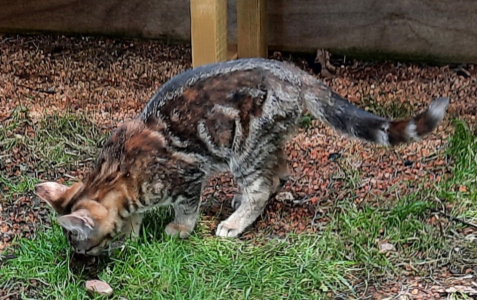 Hunkilling Maine Coon blanding