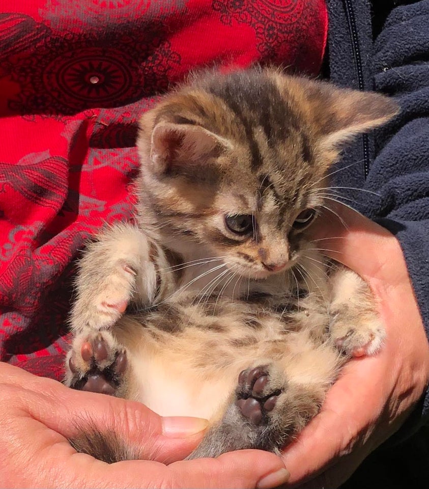 Hunkilling Maine Coon blanding