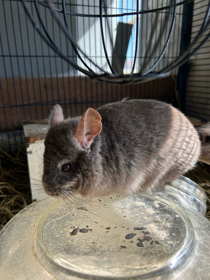 Chinchilla 3 år