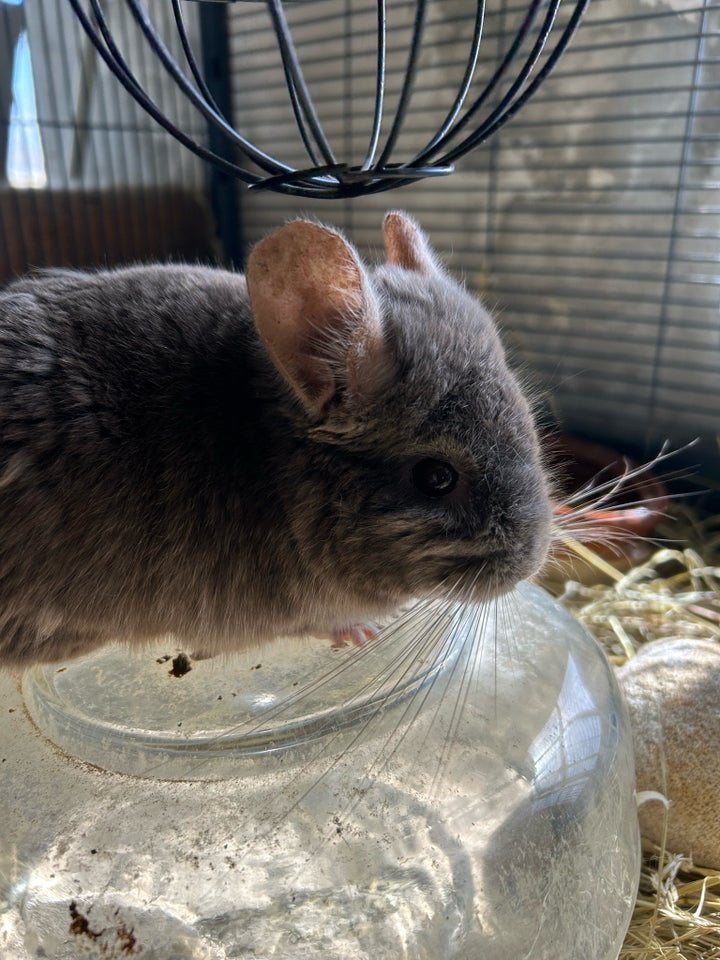 Chinchilla 3 år