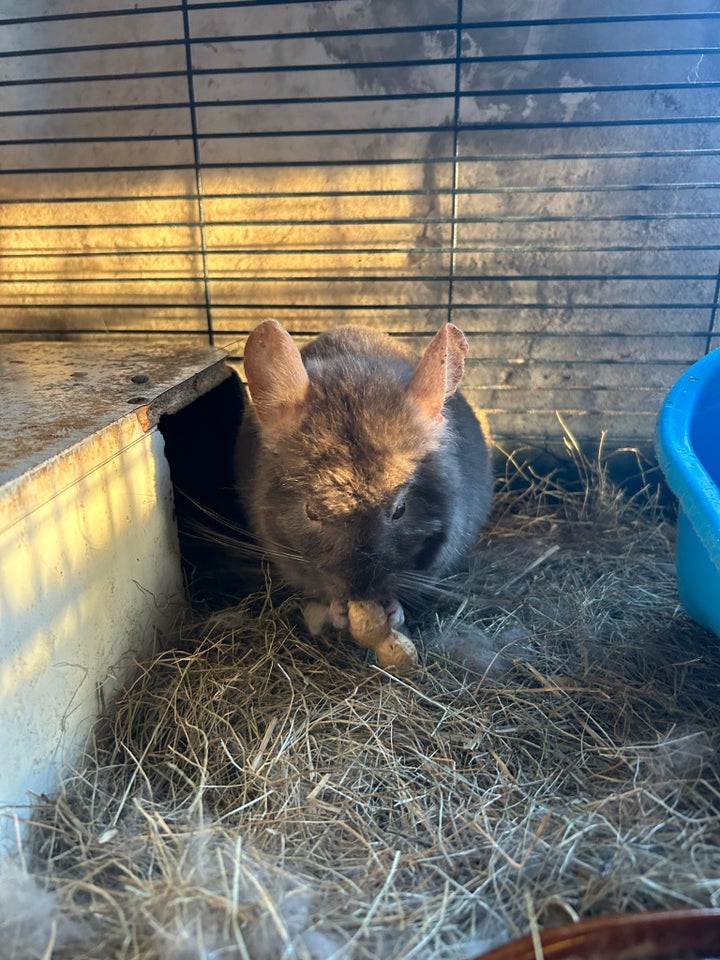 Chinchilla 3 år