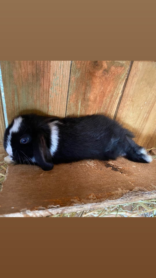 Kanin Mini Lop DRENG 0 år