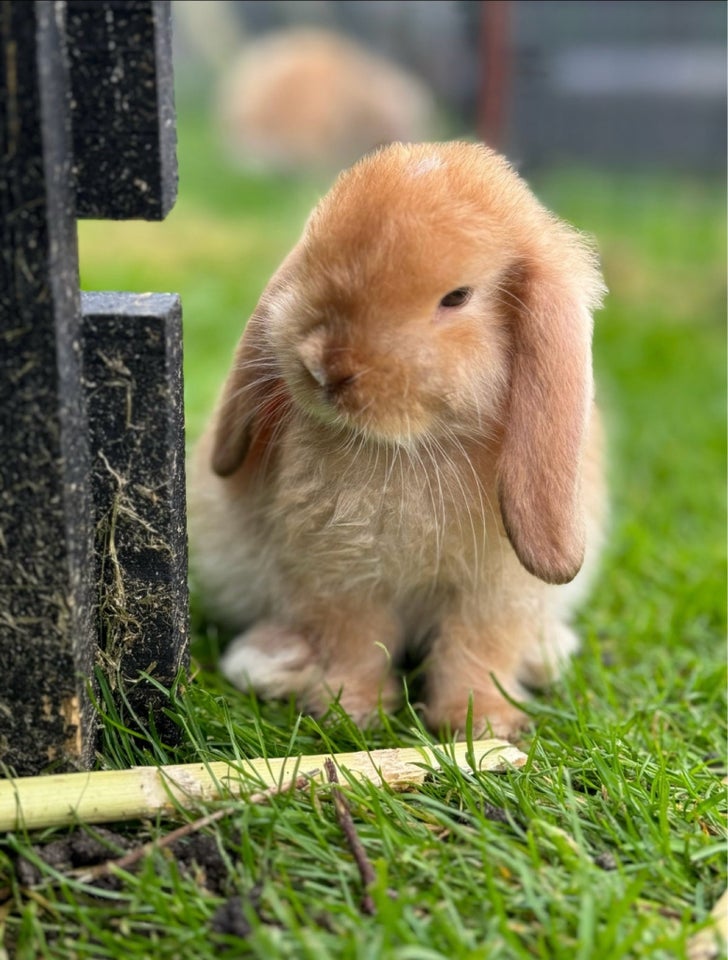 Kanin, Mini lop, 0 år