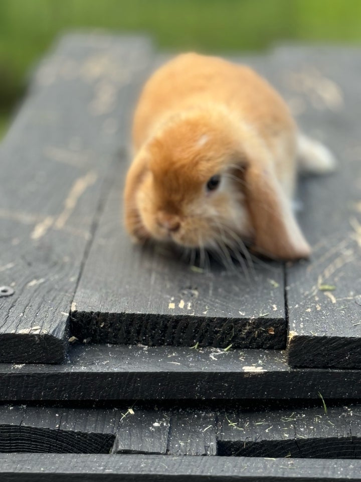 Kanin, Mini lop, 0 år