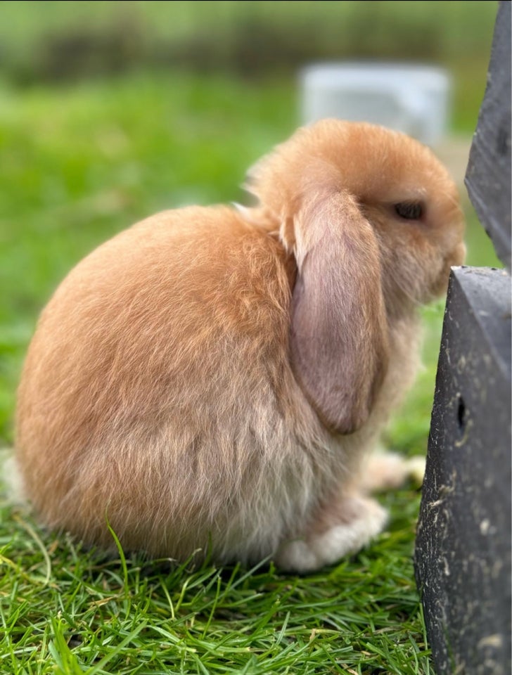 Kanin, Mini lop, 0 år