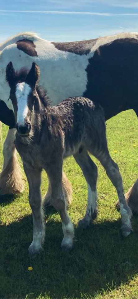 Stort sort Irish Cob hingst