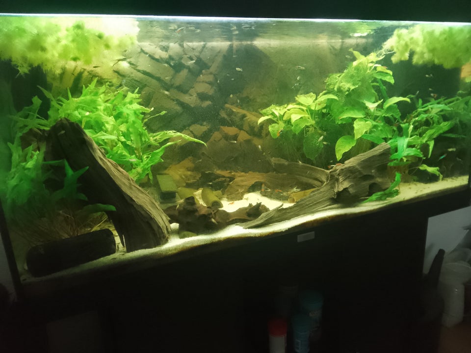 Akvarium med L-397, 9 stk.