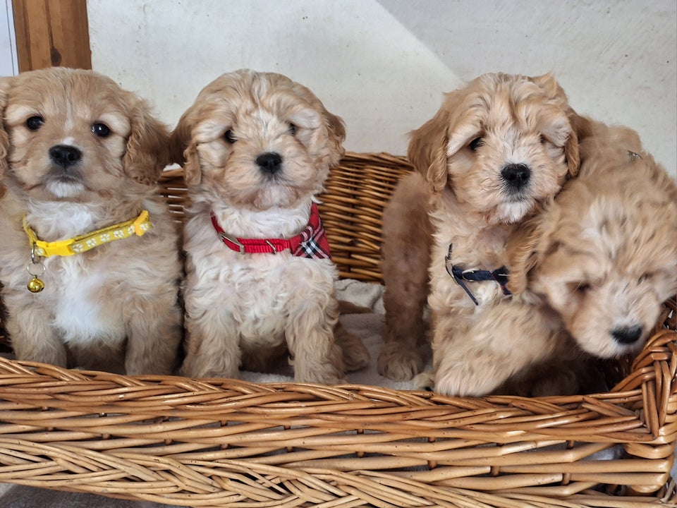 Cavapoo hvalpe 8 uger